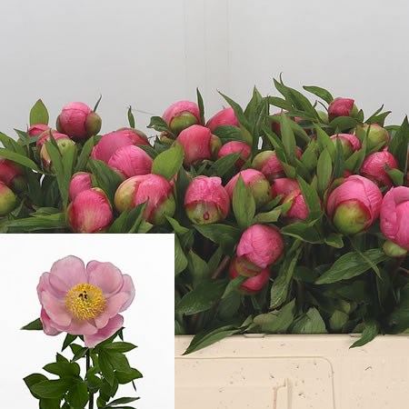 Peony Roselette