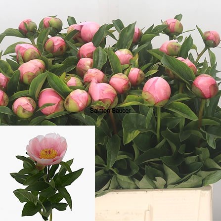 Peony Salmon Saucer