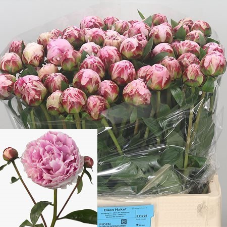 Peony Sarah Bernhard