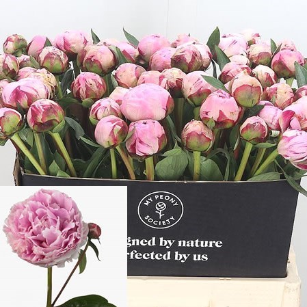 Peony Sarah Bernhard