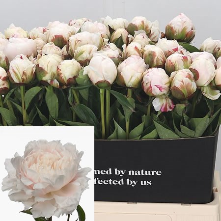 Peony Sarah White