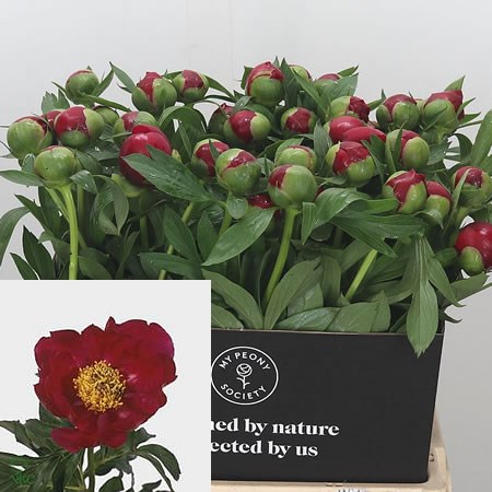 Peony Scarlet O'hara