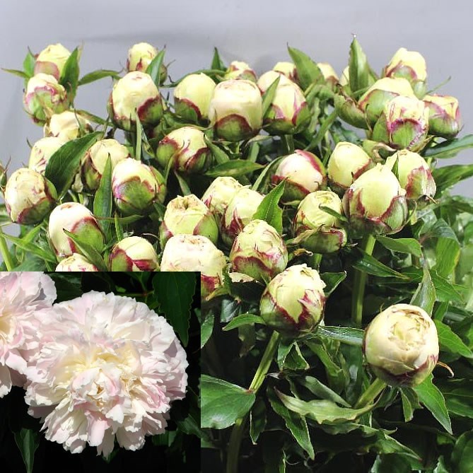 Peony Shirley Temple