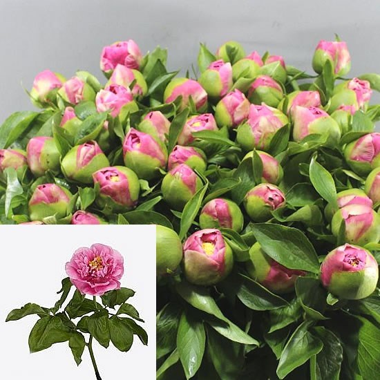 Peony Sorbonne
