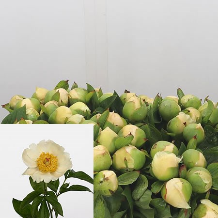 Peony Spring Sun