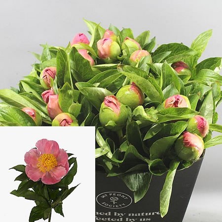 Peony Sugar N Spice