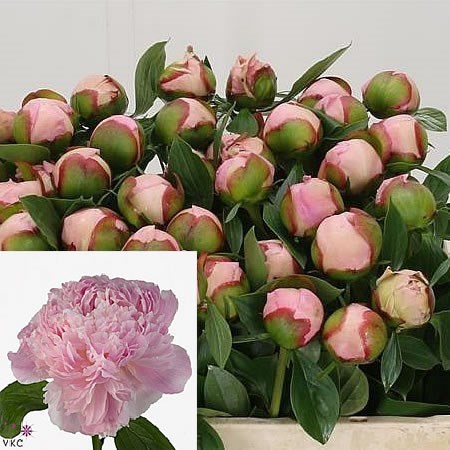 Peony Sweet 16