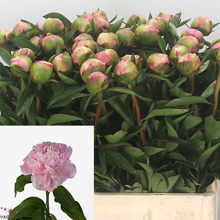 Peony Sweet Sixteen