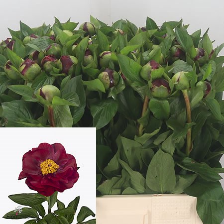 Peony The Mackinac Grand