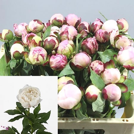 Peony Vogue