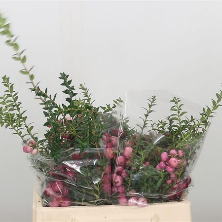 Pernettya Mucronata Pink