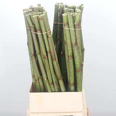 Persica Polygonum