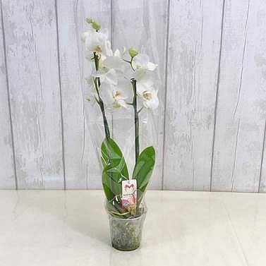 Phalaenopsis 2 Stem White