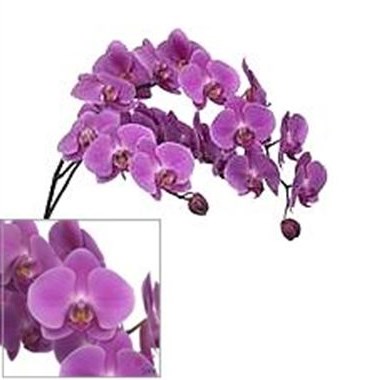 Phalaenopsis Orchid - Anthura Kunming