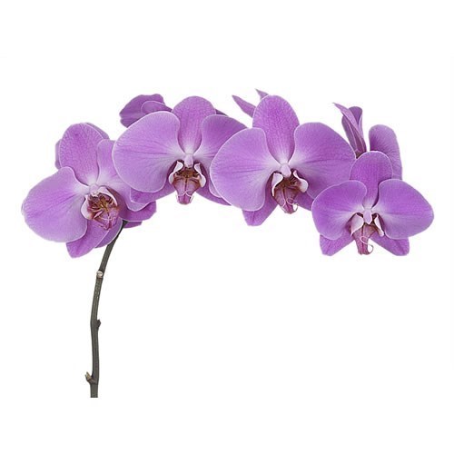 Phalaenopsis Orchid - Anthura Pusan
