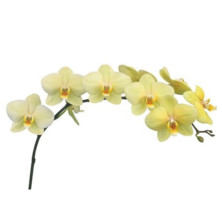 Phalaenopsis Orchid - Detroit