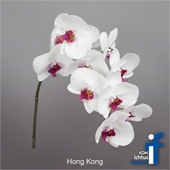 Phalaenopsis Orchid - Hong Kong