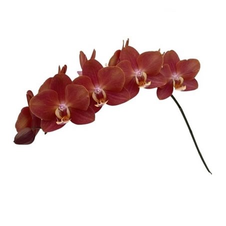 Phalaenopsis Orchid - Horizon
