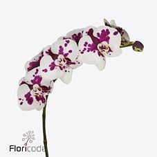 Phalaenopsis Orchid - Kimberley