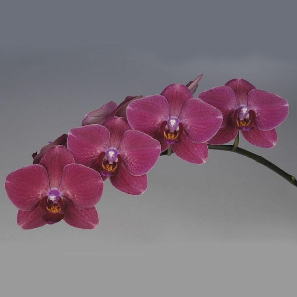Phalaenopsis Orchid - Montreux