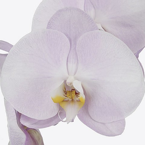 Phalaenopsis Orchid - Pink Pearl