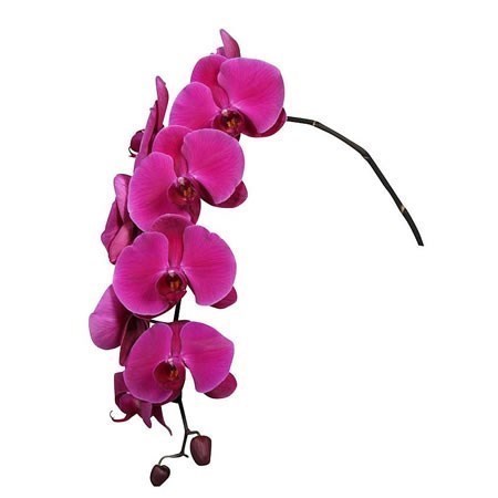Phalaenopsis Orchid - Purple Haze