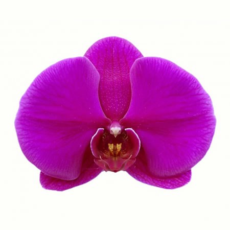 Phalaenopsis Orchid - Red Robe