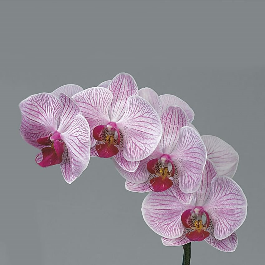 Phalaenopsis Orchid - Shanghai