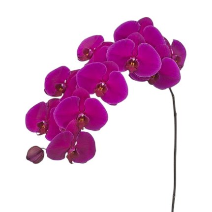 Phalaenopsis Orchid - Velvet Janet