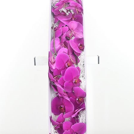 Phalaenopsis Orchid - Velvet Janet