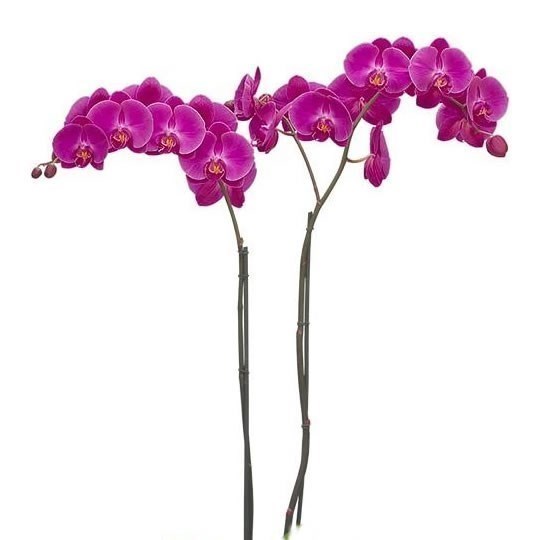 Phalaenopsis Orchid - Victorian Princess