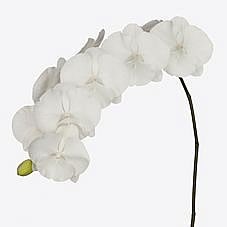 Phalaenopsis Orchid - White Serenity