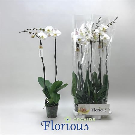 Phalaenopsis 2 Stem White Florious (4's)