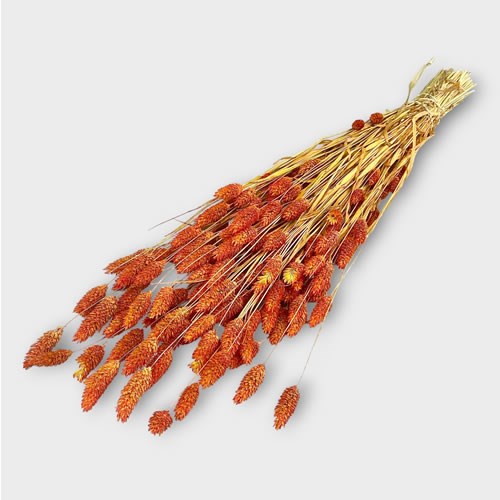 Phalaris Dyed Orange - (Dried)