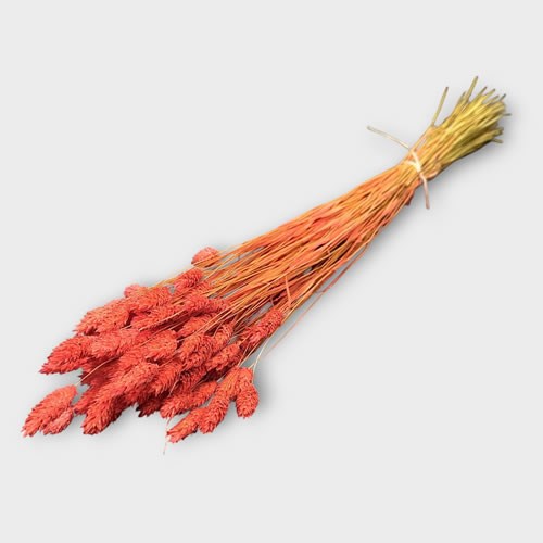 Phalaris Light Pink (Dried)