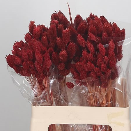 Phalaris Dyed Red
