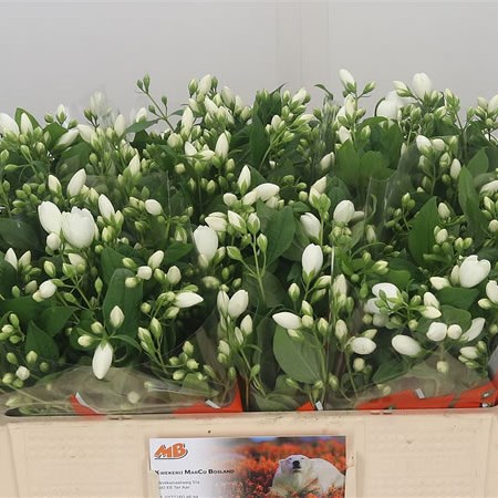 Philadelphus Snowbelle
