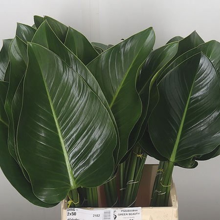 Philodendron Green Beauty