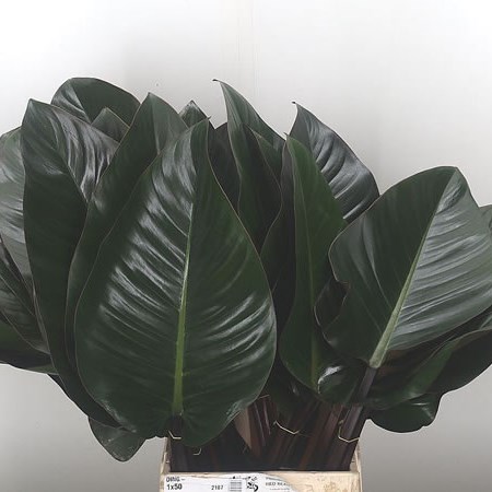 Philodendron Red Beauty (Extra)