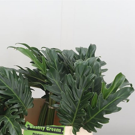 Philodendron Xanadu