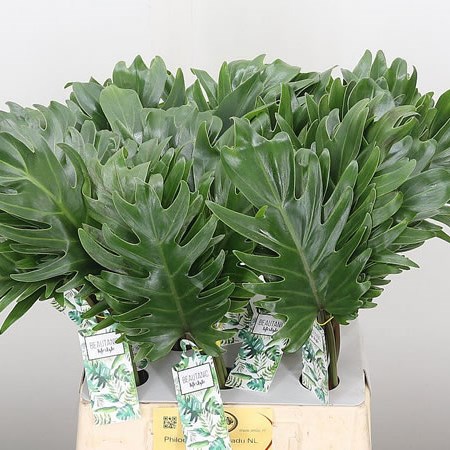 Philodendron Xanadu