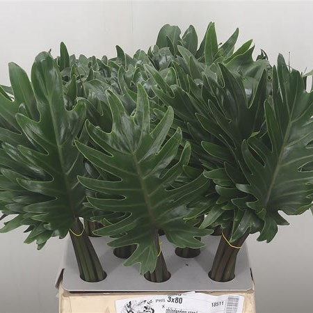 Philodendron Xanadu