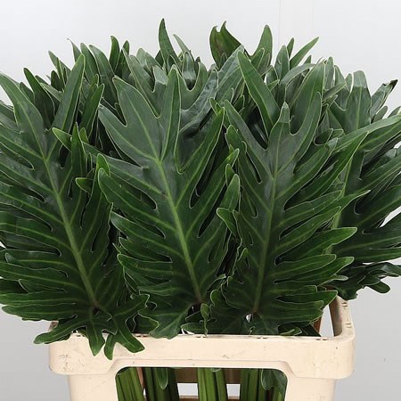 Philodendron Xantal
