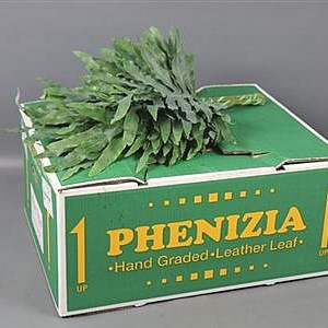 Phlebodium Blue Star