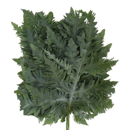 Phlebodium Rucula