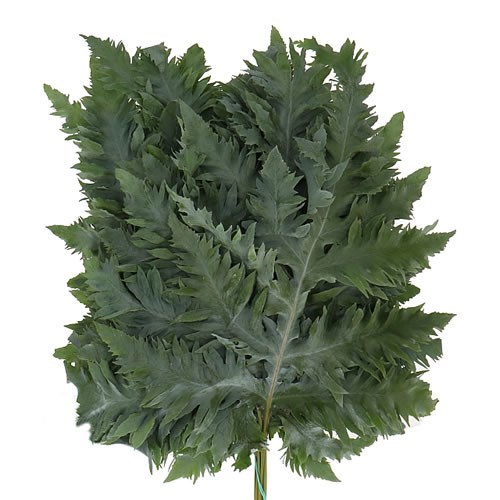 Phlebodium Rucula
