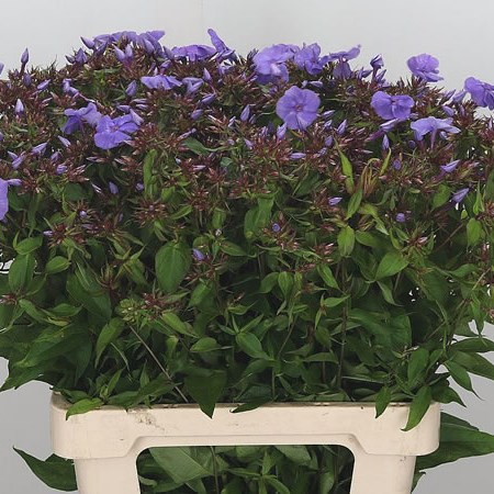 Phlox Amethyst Lavender