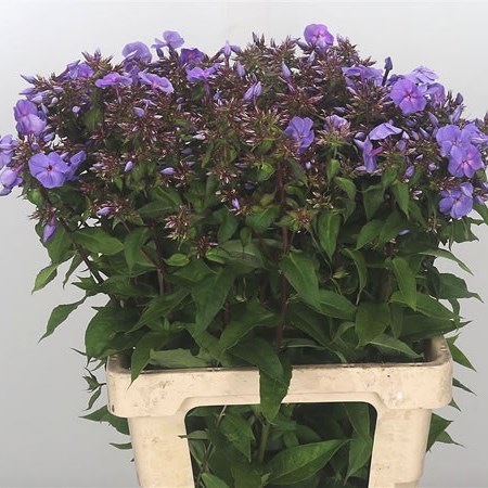 Phlox Amethyst Lavender