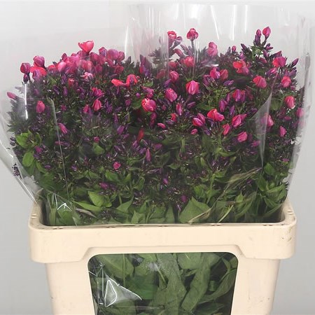 Phlox Amy