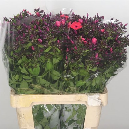Phlox Amy